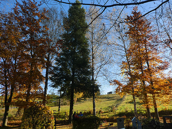 Bis zur Vortag stand die Weißtanne noch am Rande eines Friedhofs in Peiting (©Foto: Landkreis Weiheim-Schongau)